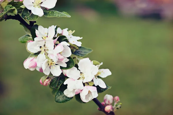 Flores de manzana, efecto filtro retro —  Fotos de Stock