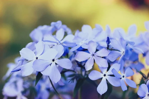 福禄考花防风花 — 图库照片