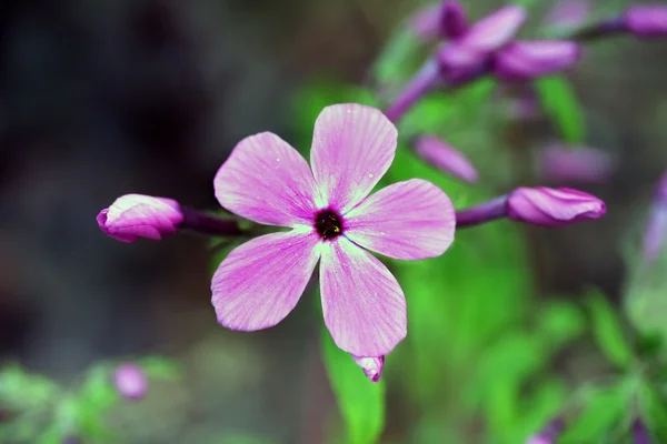 Phlox flowers,  retro filter effect — Stock Photo, Image