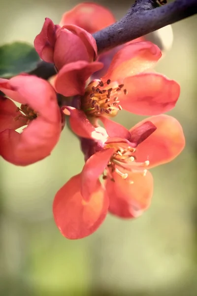 Chaenomeles japonica — Φωτογραφία Αρχείου