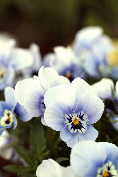 Viola tricolor i trädgården — Stockfoto