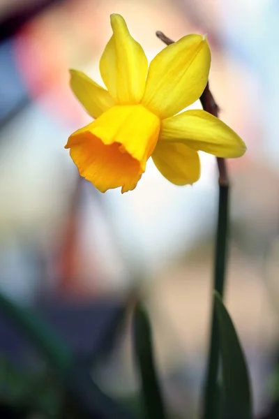 Fleurs de narcisse dans le jardin — Photo