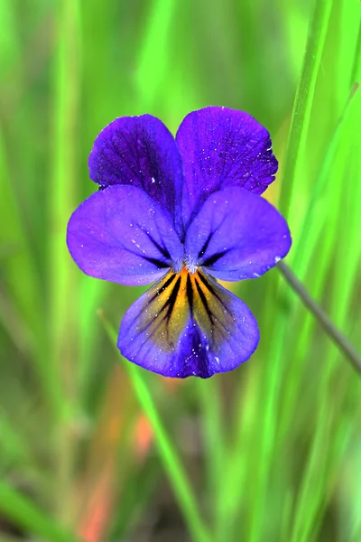 Viola tricolor in garden — Stock Photo, Image