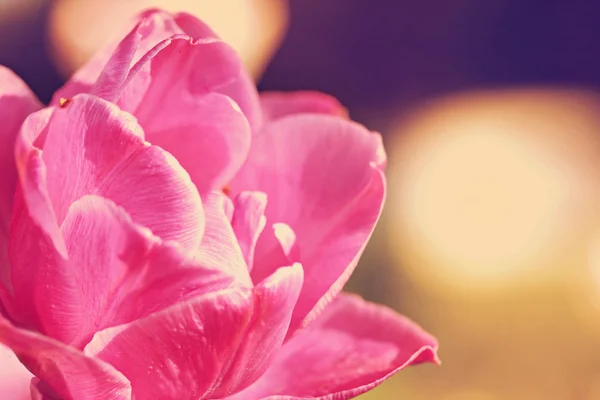 Tulipa "Lila dokonalosti", efekt retro filtru — Stock fotografie