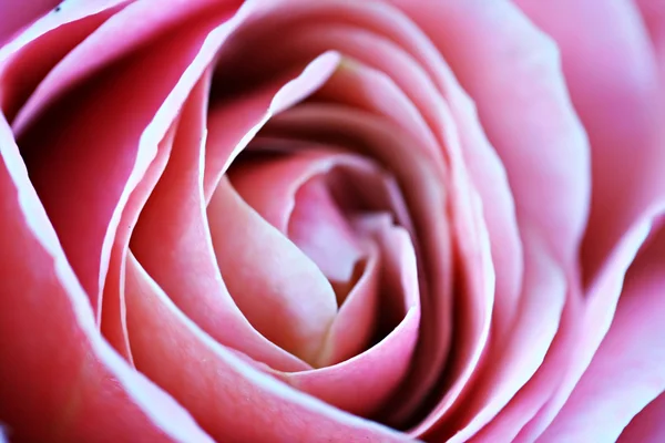 Rózsa makró, retro fénykép hatása — Stock Fotó