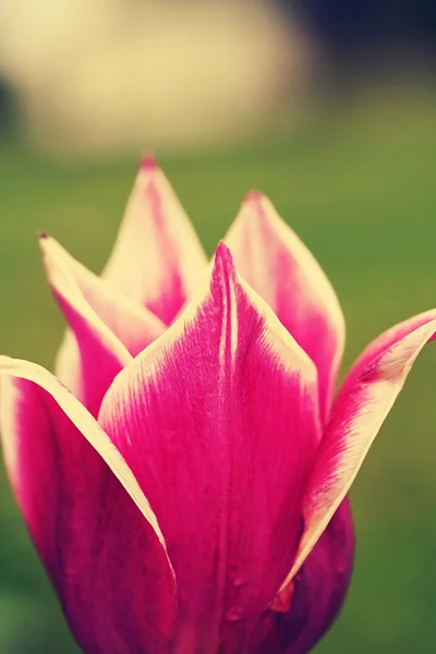 Tulipa "발라드", 복고풍 필터 효과 — 스톡 사진