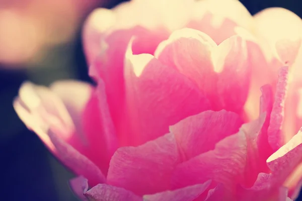 Tulipa "Lilac Perfection", efeito de filtro retrô — Fotografia de Stock