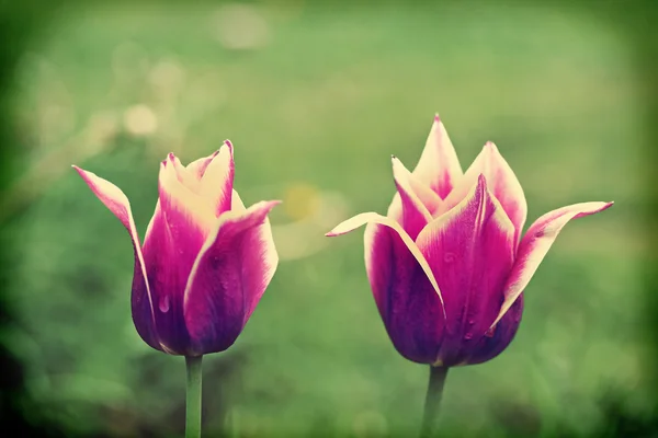 Tulipa "ballad", retro filtereffekten — Stockfoto