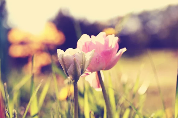 Tulipa "Angelique", efeito de filtro retrô — Fotografia de Stock