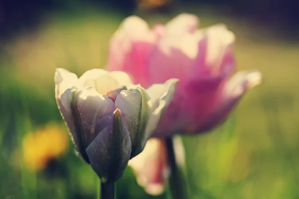 Tulipa "Angelique", retro filtereffekten — Stockfoto