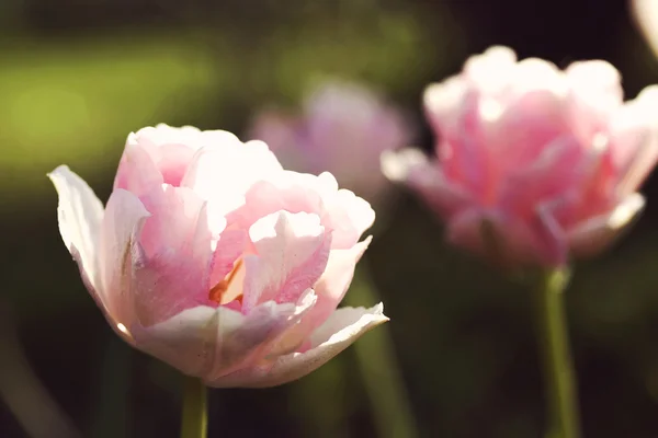 Tulipa "Angelique", retro filtereffekten — Stockfoto