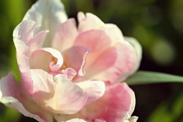 Tulipa "Angelique", эффект ретро-фильтра — стоковое фото
