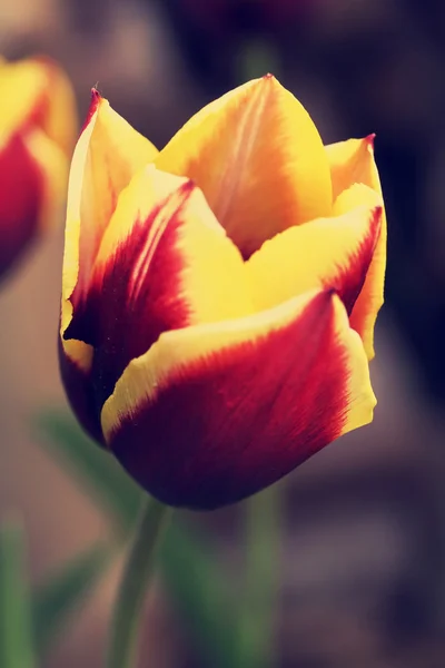 Tulipa "gavota", retro filtereffekten — Stockfoto