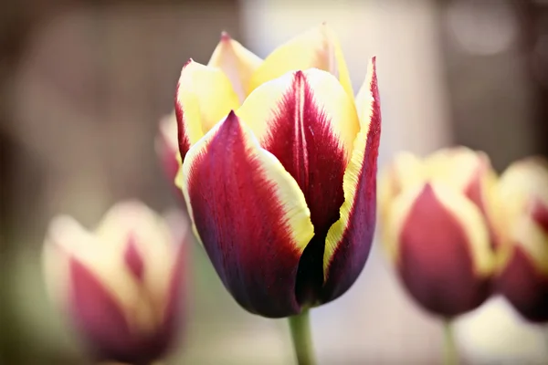 Tulipa "Gavota", retro filter effect — Stock Photo, Image