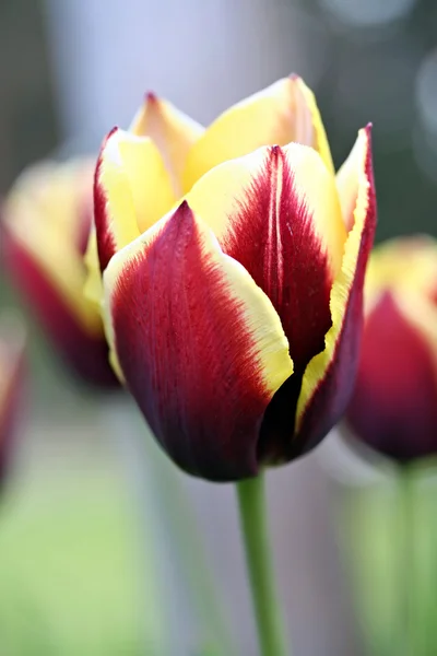 Tulipa "gavotae", efekt retro filtru — Stock fotografie