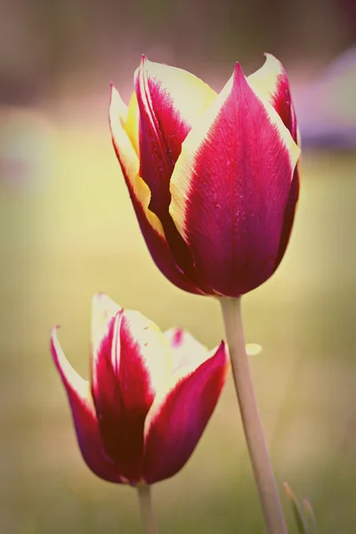 Tulipa "gavota", retro filtereffekten — Stockfoto