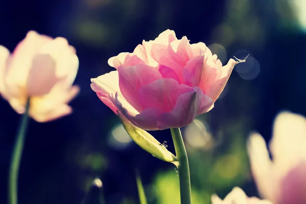 Tulipa "Angelique", efeito de filtro retrô — Fotografia de Stock