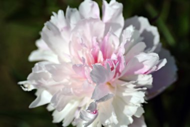 Peony lactiflora çiçek