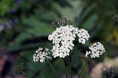 Wildflower - Yarrow (Achillea millefolium) clipart
