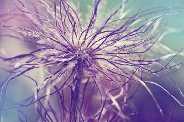 Pulsatilla vulgaris seedhead