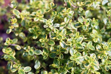 (ortak kekik, Bahçe kekik Thymus vulgaris)