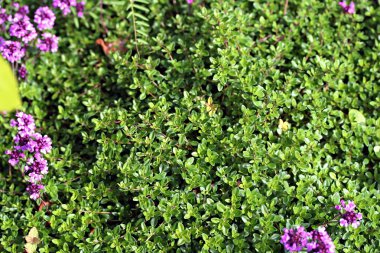 thymus serpyllum, breckland kekik bilinen