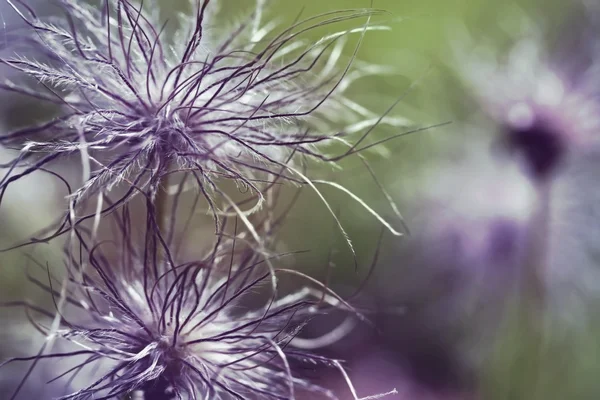 Testa di semenzaio Pulsatilla vulgaris — Foto Stock