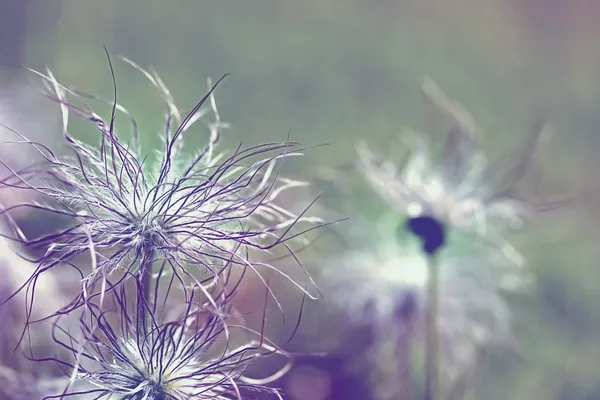 Testa di semenzaio Pulsatilla vulgaris — Foto Stock