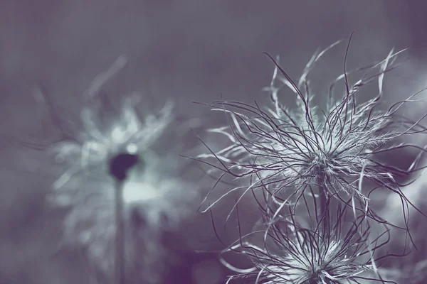 Pulsatilla vulgaris cabeça de semente — Fotografia de Stock