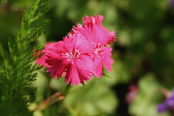 Dianthus deltoides (maiden rózsaszín) — Stock Fotó