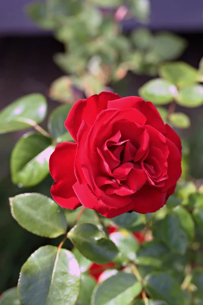Rosas vermelhas em um jardim — Fotografia de Stock