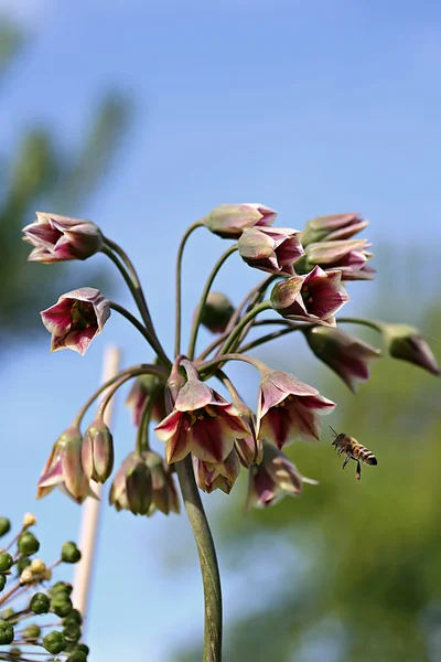 Allium siculum, auch als sizilianische Honiglilie bekannt — Stockfoto