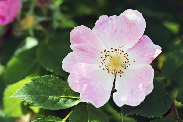 Pink Dog rose — Stock Photo, Image