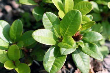 ormangülü yaprakları makro