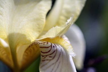 İris çiçeği Bahçe