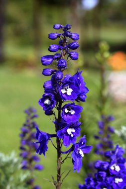 Delphinium çiçekler
