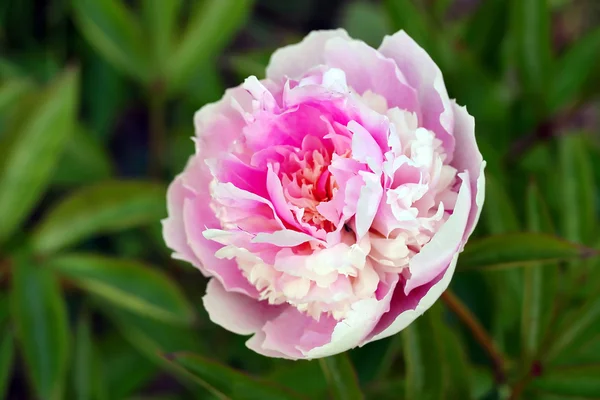 Pivoine fleur de lactiflore — Photo