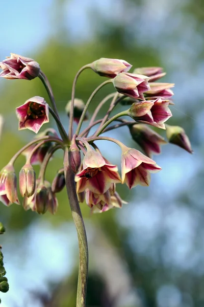 Allium siculum, também conhecido como lírio-do-mel-siciliano — Fotografia de Stock