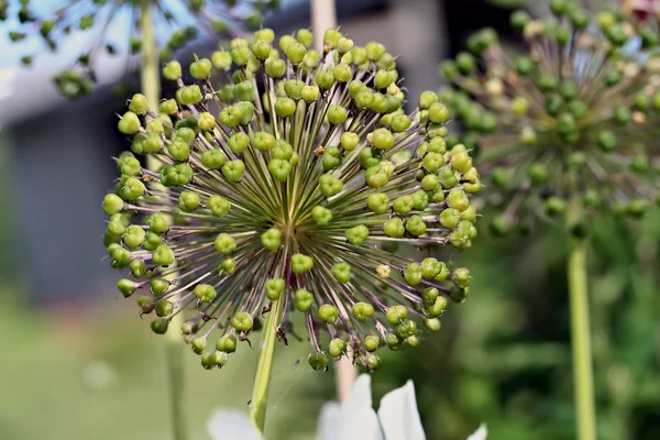 Гигантский лук (Allium Giganteum ) — стоковое фото
