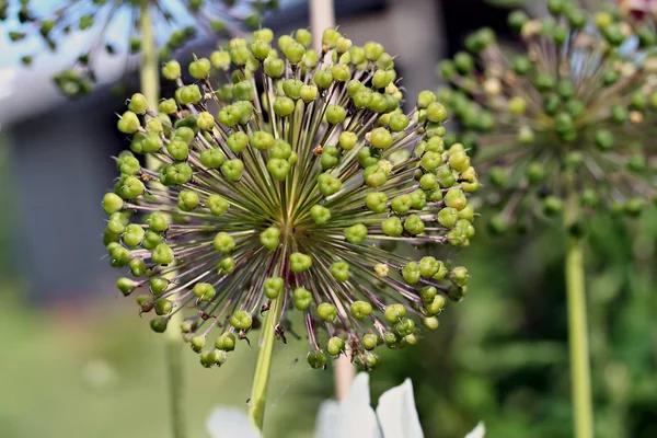 Giant Onion (Allium giganteum) — Stock Photo, Image