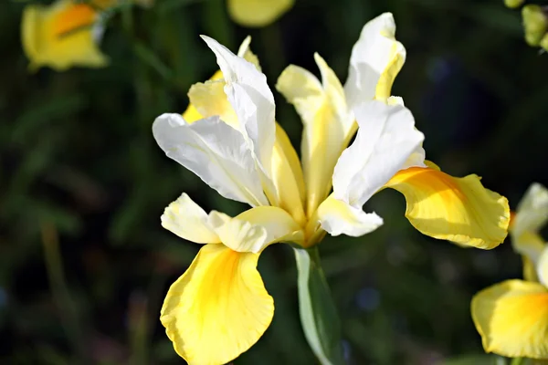 Iris flower in garden — Stock Photo, Image
