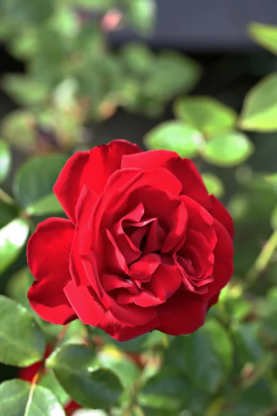 Червоні троянди в саду — стокове фото