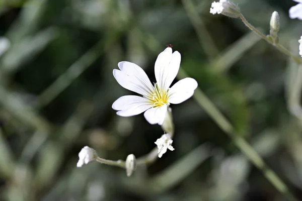 Cerastium tomentosum (Snow-in-Summer) — Stock Photo, Image