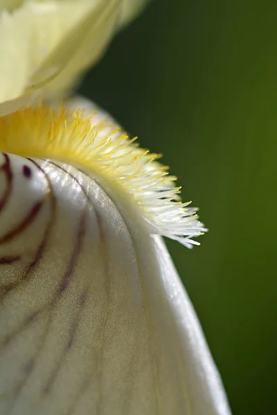 Irisblume im Garten — Stockfoto