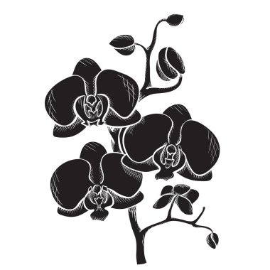 Kroki orkide Şubesi