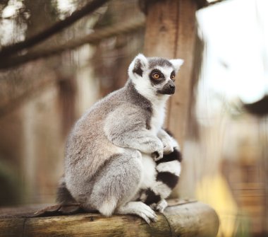Cute lemur with stripes on tail in sitting on the piece of wood and looking right clipart