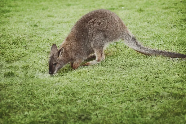 Pequeno wallaby em vidro verde é beber água da chuva — Fotografia de Stock