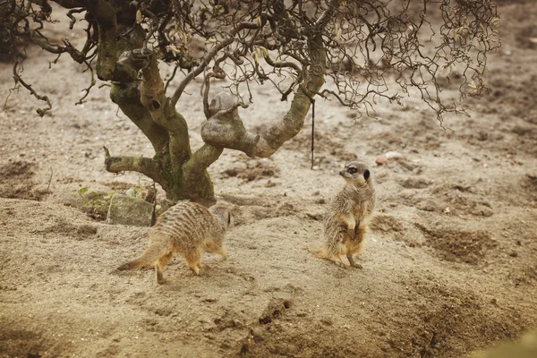 Malá hezká Surikata v postavení na svých tlapách v písku poblíž stromu — Stock fotografie