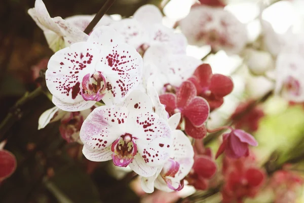 diğer yeşil bitkiler arka planda phalaenopsis orkide çiçek