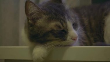 Gri evcil bir kedi uyanıyor, etrafa bakıyor ve bir süre sonra tekrar uykuya dalıyor.